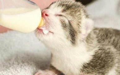 小猫能吃蛋黄吗？