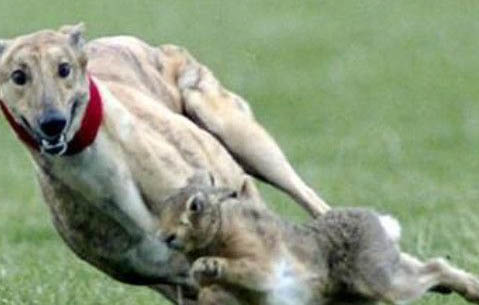 格力犬怎么训练速度和耐力？