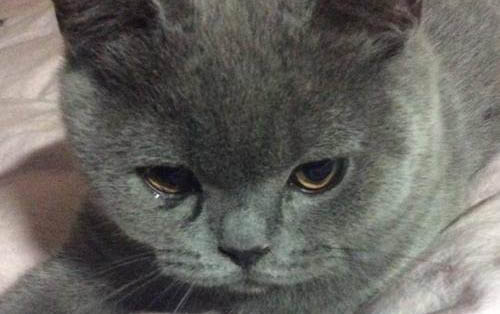 请问猫咪呕吐的原因及处理方法?