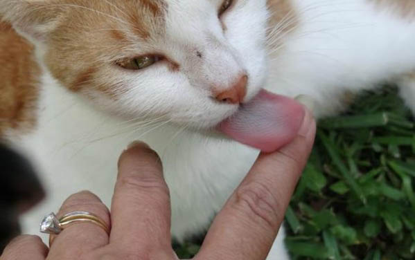 如何阻止小猫尿床上