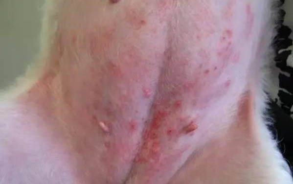 狗狗生小狗脐带怎么办