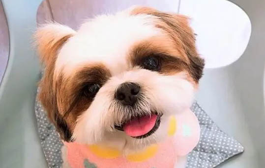 西施犬怎么训练才听话