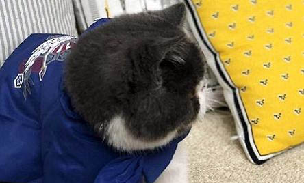 猫咪一分钟呼吸60次正常吗