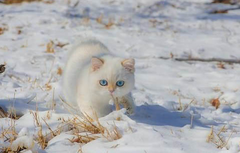 银渐层公猫还是母猫好