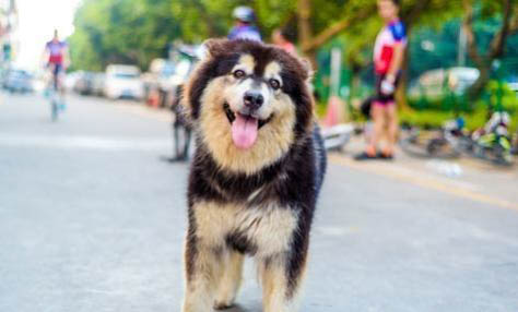 怎么训练阿拉斯加幼犬大小便