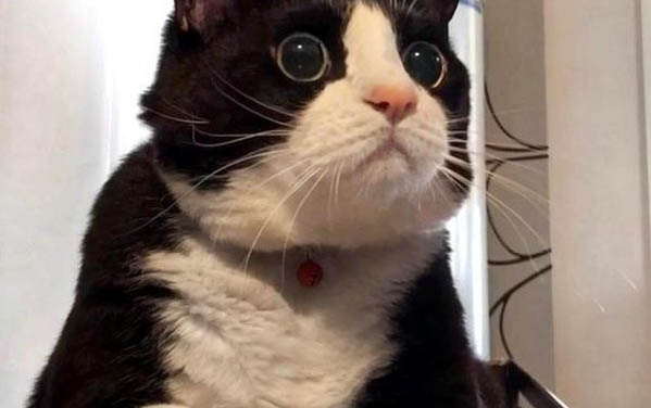 新猫到家一般多久拉屎呢