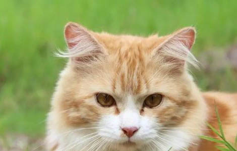 猫猫吐了黄色的水是怎么回事