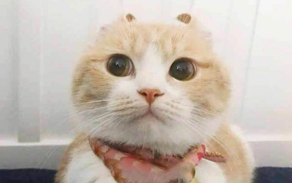 猫咪想念另一只猫的表现