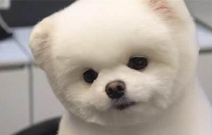 成年博美犬图片