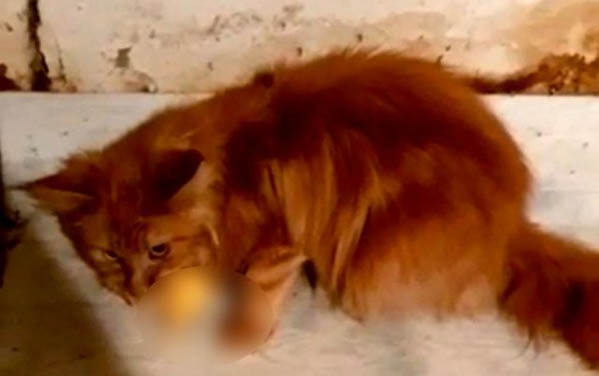 狗狗冠状病毒怎么引起的