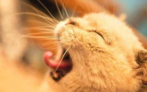 猫吐白色粘稠液体