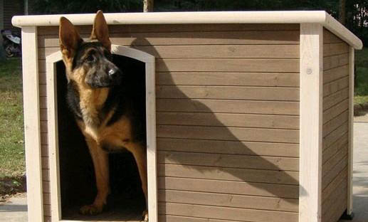 狗狗携带狂犬病毒是什么症状