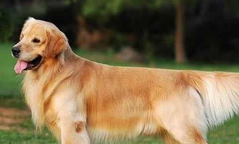 狗狗角膜炎多久能恢复？