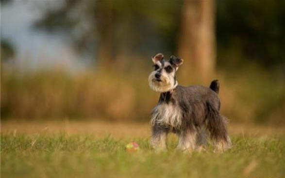 神经性犬瘟狗狗能支撑多久