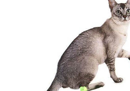 欧洲缅甸猫拉肚子是什么原因引起的呢
