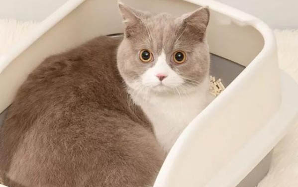 母猫到处撒尿是怎么回事?
