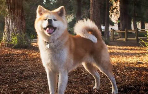 日本秋田犬打嗝怎么办