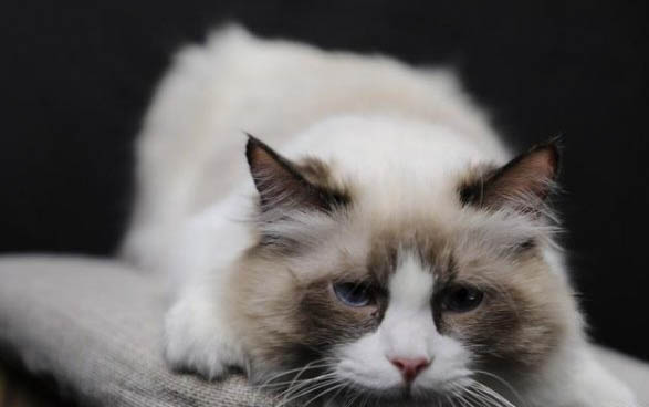 宠物猫：猫流眼泪怎么回事啊怎么办呢