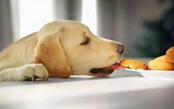狗狗为什么不吃磨牙棒了