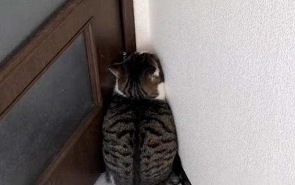 小猫为啥喜欢吃鱼
