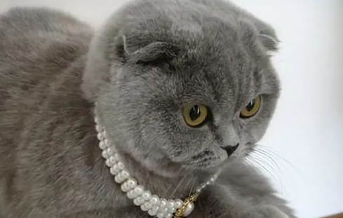 猫咪怀孕有什么症状表现图片