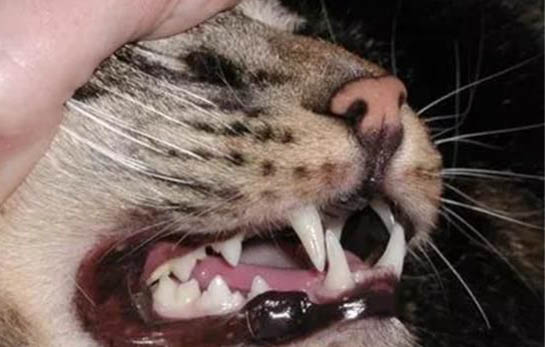 猫咪吸多了猫薄荷有害吗