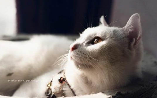 两个月小猫不爱喝水怎么办