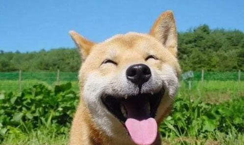 20斤的柴犬一天吃多少克