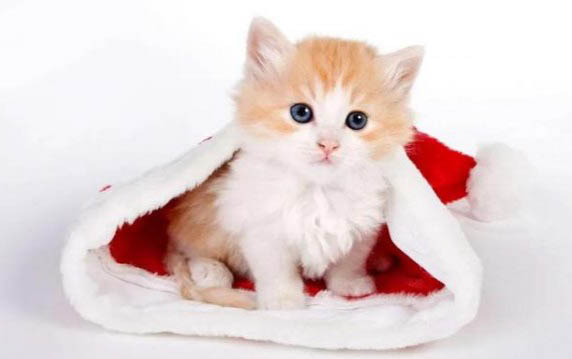猫的鼻子是干的还是湿的