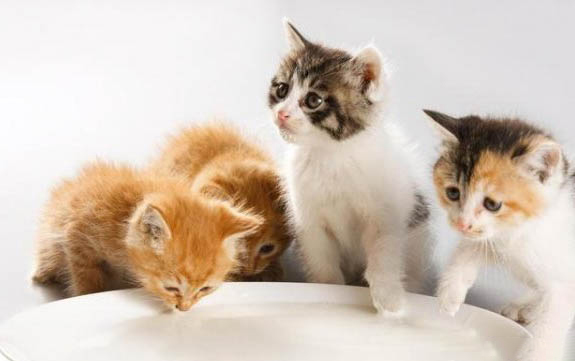 猫咪为什么会掉牙齿