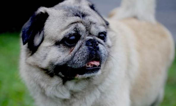 怎么防止狗狗得细小和犬瘟