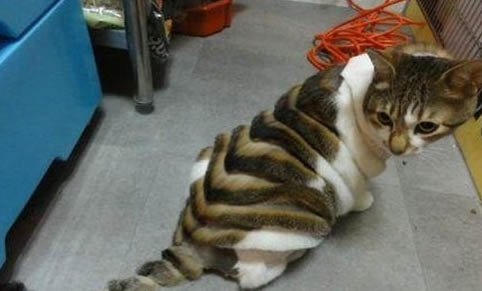 小猫多大可以吃猫粮?