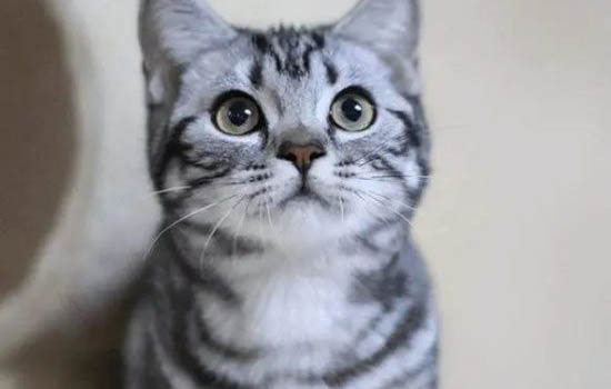 猫冠状病毒会传腹吗