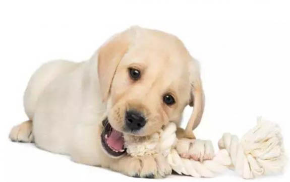 狗狗出生多久可以喝羊奶粉