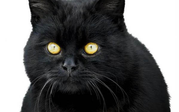 一个月的小猫可以吃什么