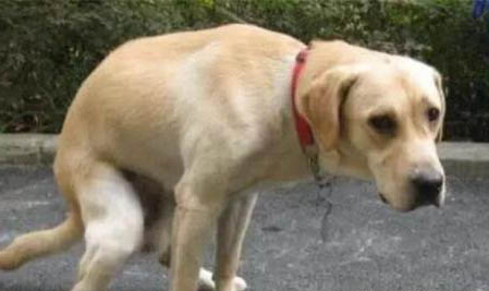 狗狗经常呕吐黄水泡沫粘液