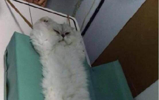 猫感染猫鼻支几天会死