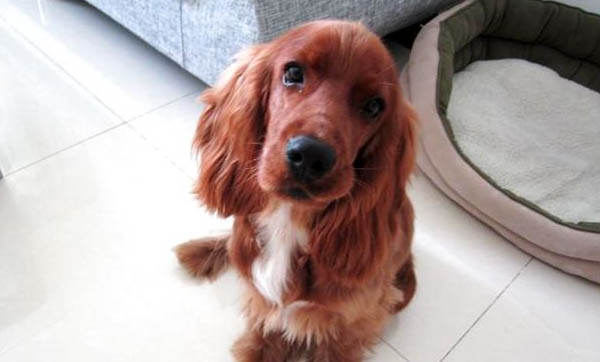 英国的可卡犬有哪些缺点?