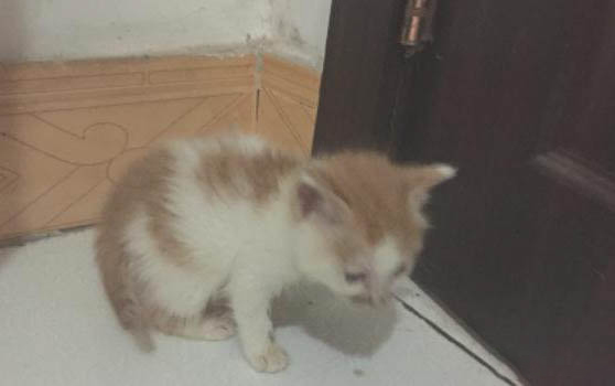 猫咪流黄鼻涕还有眼屎是怎么回事