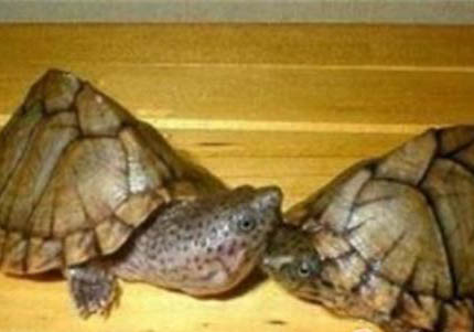 麝香龟繁殖需要什么条件