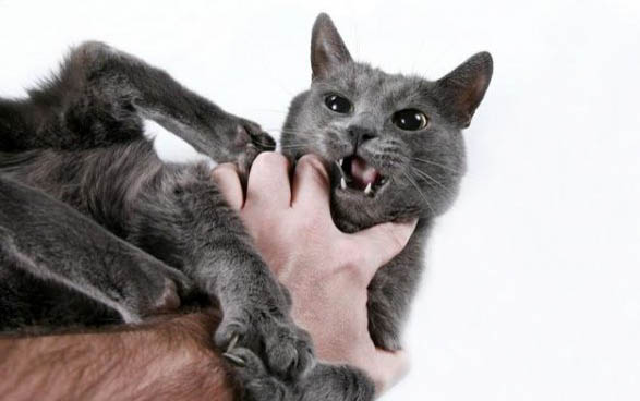 猫耳朵鼓包像充气一样