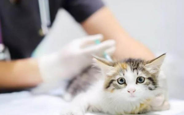 猫咪绝育之前必须打疫苗吗