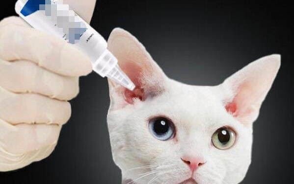 自己给猫打疫苗靠谱吗
