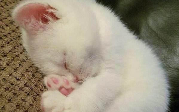 猫喝了牛奶多久会发作