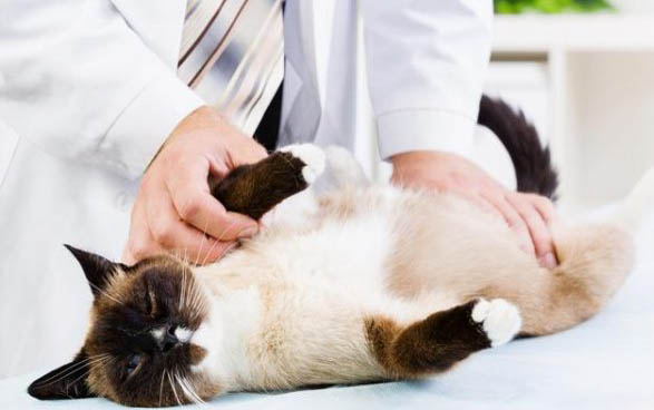 小猫喝牛奶拉稀怎么办