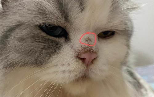 猫多大发情?