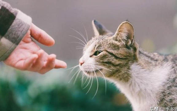 猫为什么喜欢臭东西是什么原因