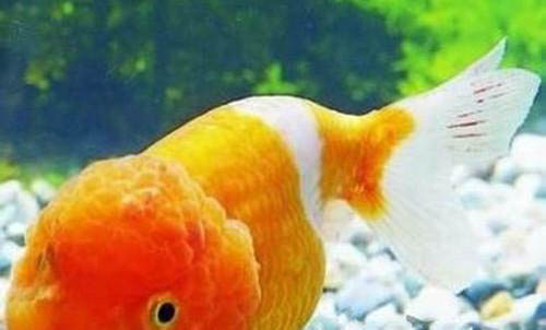 金鱼栽头与体型关系解析