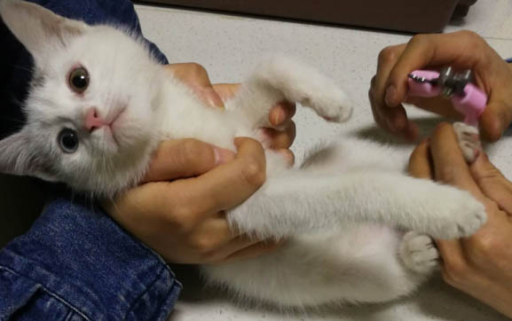 如何判断刚出生的小猫死没死?