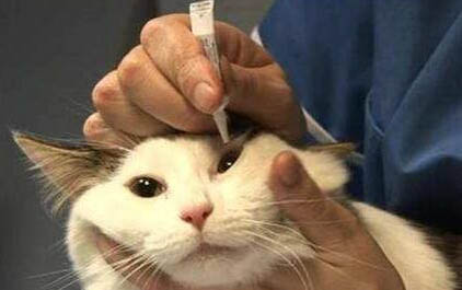 猫咪有眼屎还有红色分泌物的原因